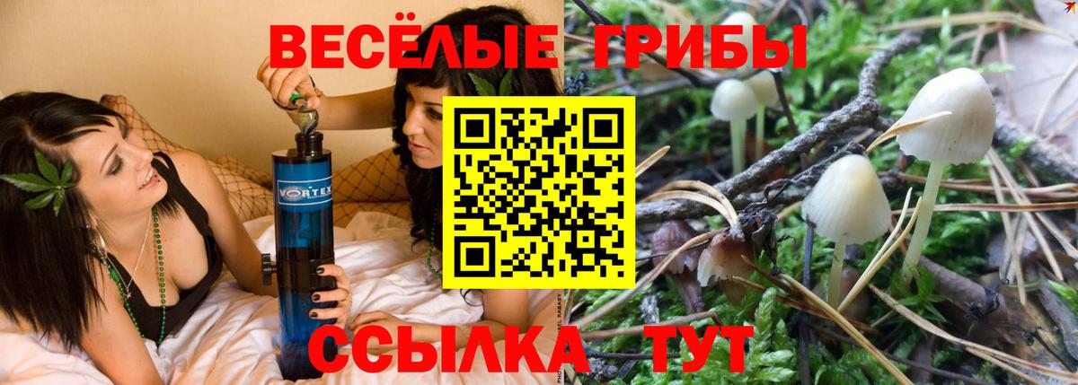 Мончегорск  Галлюциногенные грибы Psilocybine cubensis  Вход с VPN 